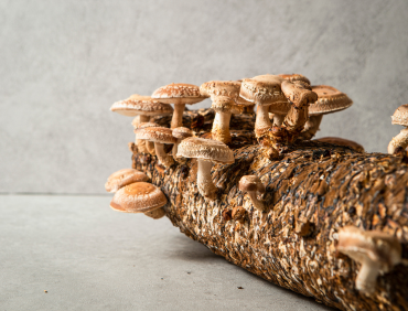 shitaki unikalus auginimas